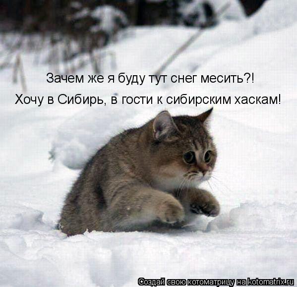 Зачем же я буду тут снег месить?! Хочу в Сибирь, в гости к сибирским хаскам!... Котоматрица: Зачем же я буду тут снег месить?! Хочу в Сибирь, в гости к сибирским хаскам!