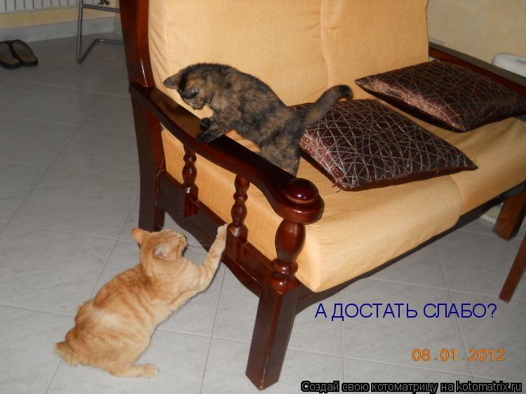 А ДОСТАТЬ СЛАБО?... Котоматрица: А ДОСТАТЬ СЛАБО?