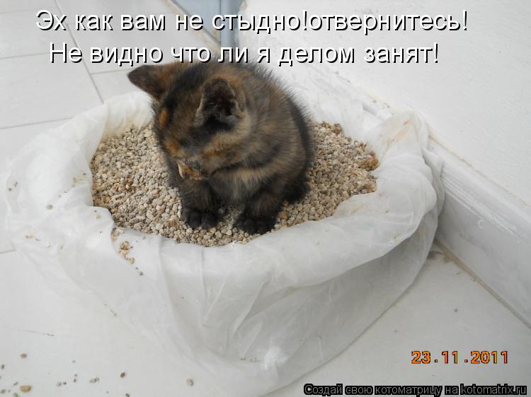 Эх как вам не стыдно!отвернитесь! Не видно что ли я делом занят!... Котоматрица: Эх как вам не стыдно!отвернитесь! Не видно что ли я делом занят!