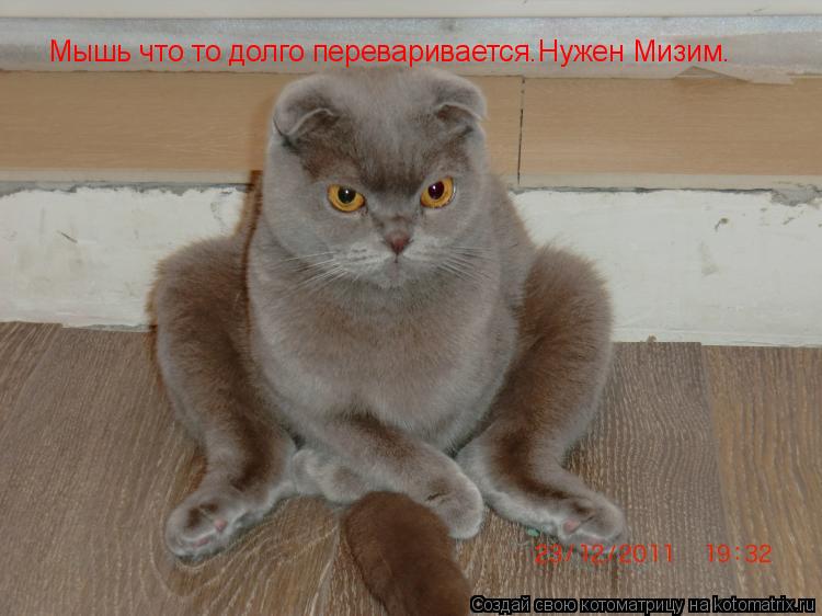 Мышь что то долго переваривается.Нужен Мизим.... Котоматрица: Мышь что то долго переваривается.Нужен Мизим.