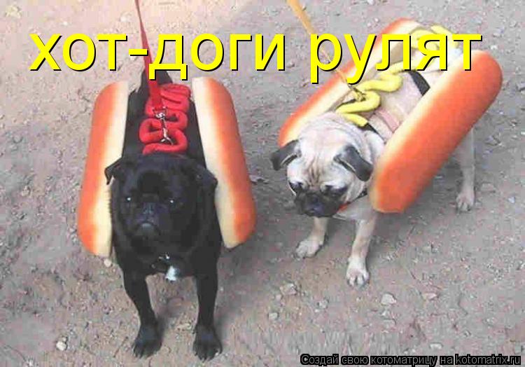 хот-доги рулят... Котоматрица: хот-доги рулят