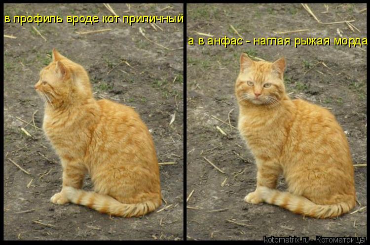 Котоматрица: в профиль вроде кот приличный а в анфас - наглая рыжая морда