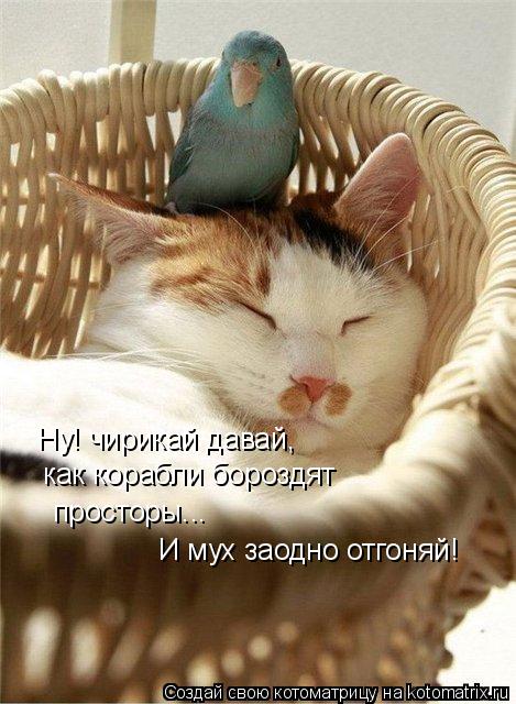 Ну! чирикай давай, как корабли бороздят просторы... И мух заодно отгоняй!... Котоматрица: Ну! чирикай давай, как корабли бороздят просторы... И мух заодно отгоняй!