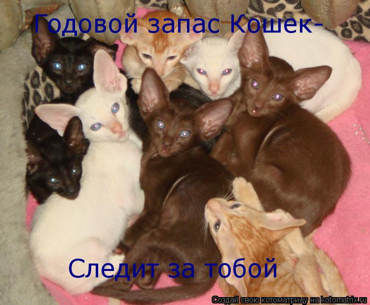 Годовой запас Кошек- Следит за тобой... Котоматрица: Годовой запас Кошек- Следит за тобой