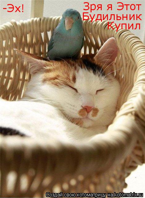 -Эх! Зря я Этот Будильник Купил... Котоматрица: -Эх! Зря я Этот Будильник Купил
