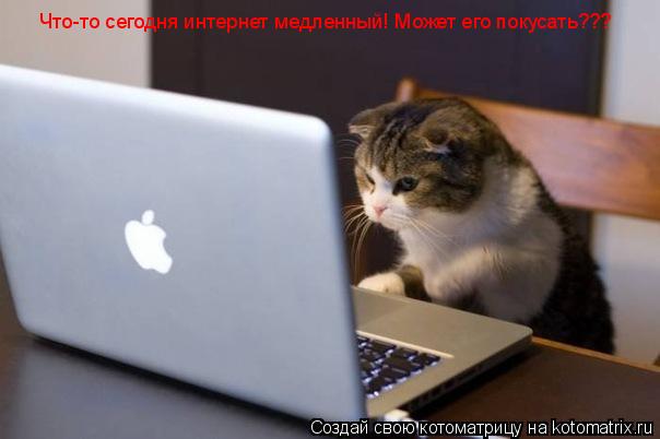 Что-то сегодня интернет медленный! Может его покусать???... Котоматрица: Что-то сегодня интернет медленный! Может его покусать???