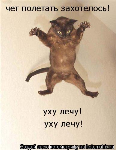 чет полетать захотелось! уху лечу! уху лечу!... Котоматрица: чет полетать захотелось! уху лечу! уху лечу!