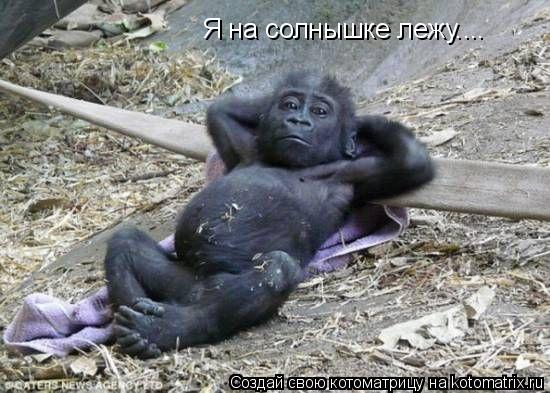 Я на солнышке лежу....... Котоматрица: Я на солнышке лежу....