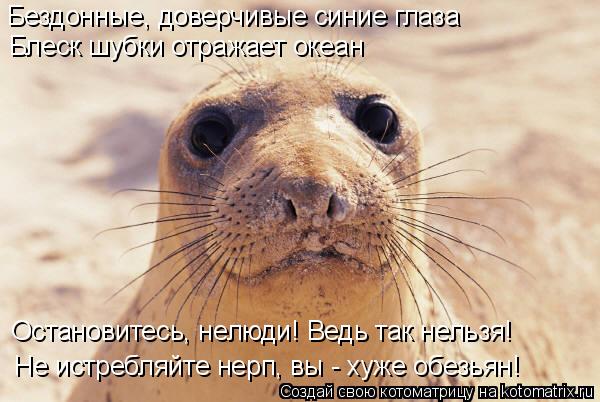 Котоматрица: Бездонные, доверчивые синие глаза Остановитесь, нелюди! Ведь так нельзя! Блеск шубки отражает океан Не истребляйте нерп, вы - хуже обезьян!