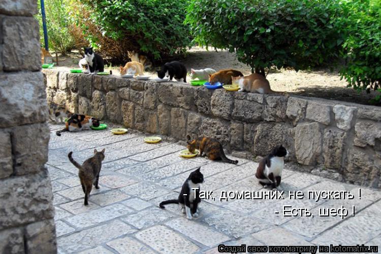 - Так, домашних не пускать ! - Есть, шеф !... Котоматрица: - Так, домашних не пускать ! - Есть, шеф !