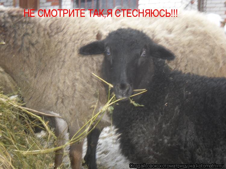 НЕ СМОТРИТЕ ТАК,Я СТЕСНЯЮСЬ!!!... Котоматрица: НЕ СМОТРИТЕ ТАК,Я СТЕСНЯЮСЬ!!!