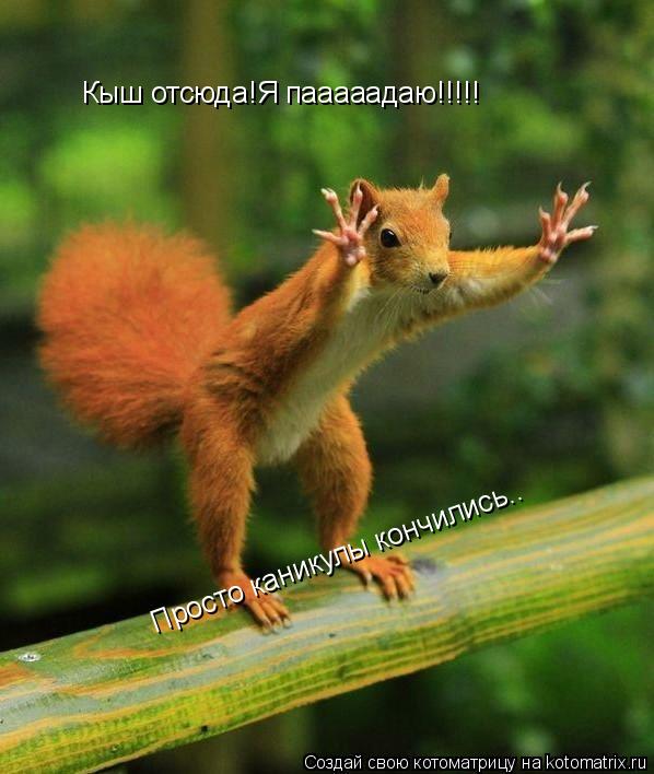 Кыш отсюда!Я пааааадаю!!!!! Просто каникулы кончились..... Котоматрица: Кыш отсюда!Я пааааадаю!!!!! Просто каникулы кончились..