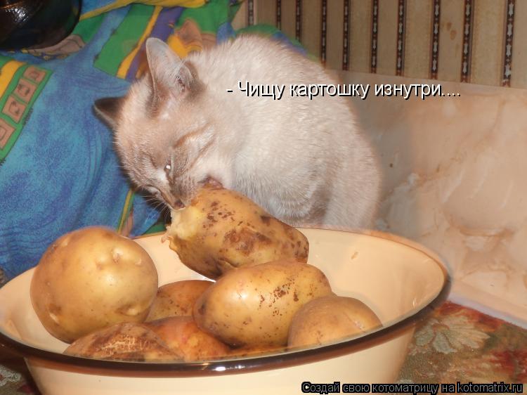- Чищу картошку изнутри....... Котоматрица: - Чищу картошку изнутри....