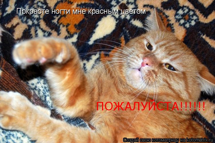Покрасте ногти мне красным цветом ПОЖАЛУЙСТА!!!!!!... Котоматрица: Покрасте ногти мне красным цветом ПОЖАЛУЙСТА!!!!!!