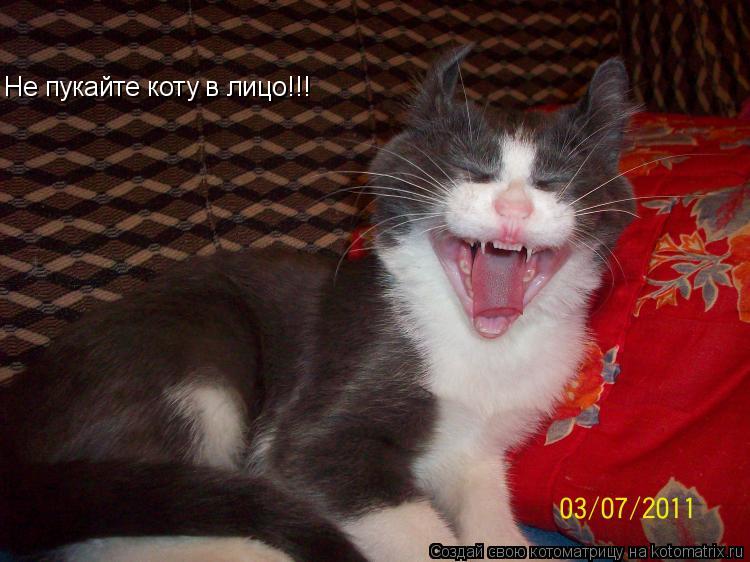 Не пукайте коту в лицо!!!... Котоматрица: Не пукайте коту в лицо!!!
