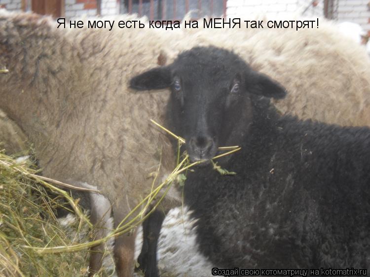 Я не могу есть когда на МЕНЯ так смотрят!... Котоматрица: Я не могу есть когда на МЕНЯ так смотрят!