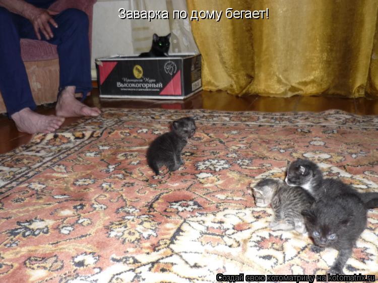 Заварка по дому бегает!... Котоматрица: Заварка по дому бегает!