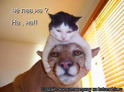 чё лев,на ? На , на!!... Котоматрица: чё лев,на ? На , на!!
