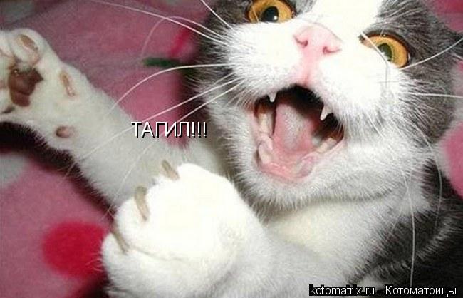 ТАГИЛ!!!... Котоматрица: ТАГИЛ!!!