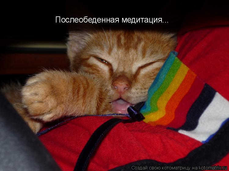 Послеобеденная медитация...... Котоматрица: Послеобеденная медитация...