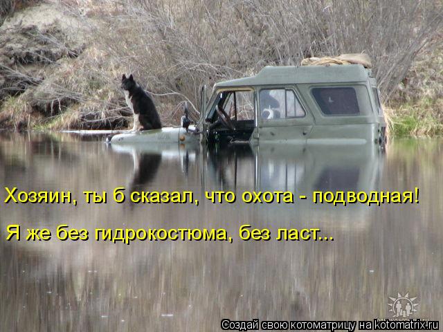 Хозяин, ты б сказал, что охота - подводная! Я же без гидрокостюма, без ласт...... Котоматрица: Хозяин, ты б сказал, что охота - подводная! Я же без гидрокостюма, без ласт...
