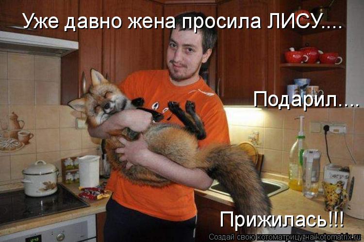 Уже давно жена просила ЛИСУ.... Прижилась!!! Подарил....... Котоматрица: Уже давно жена просила ЛИСУ.... Прижилась!!! Подарил....