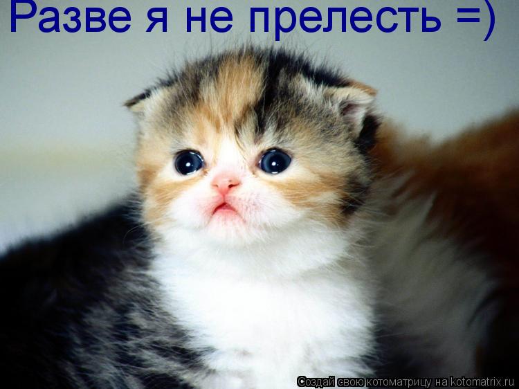 Котоматрица: Разве я не прелесть =)