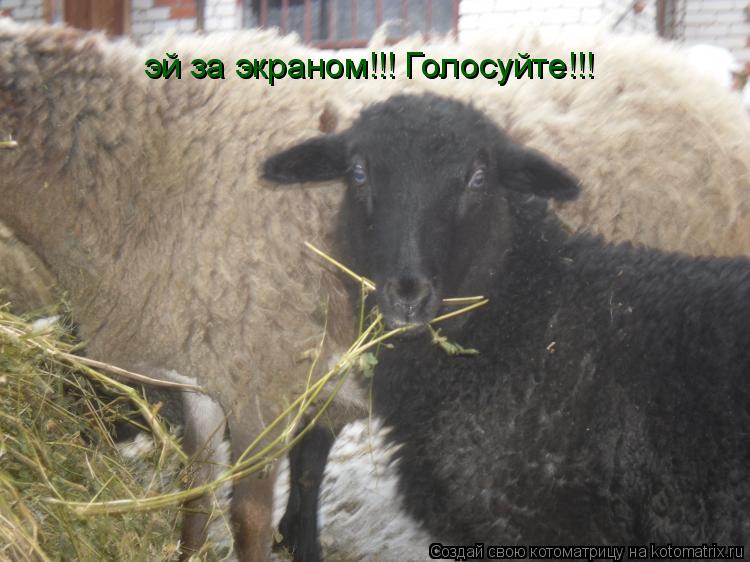 Котоматрица: эй за экраном!!! Голосуйте!!!