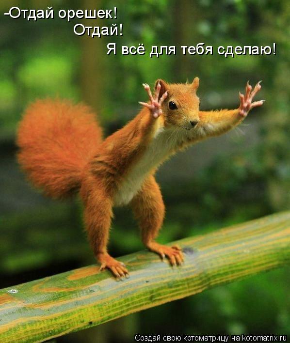 -Отдай орешек! Отдай! Я всё для тебя сделаю!... Котоматрица: -Отдай орешек! Отдай! Я всё для тебя сделаю!