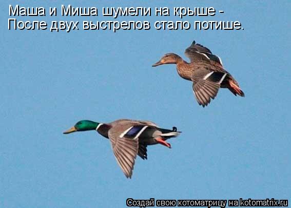 Маша и Миша шумели на крыше - После двух выстрелов стало потише.... Котоматрица: Маша и Миша шумели на крыше - После двух выстрелов стало потише.