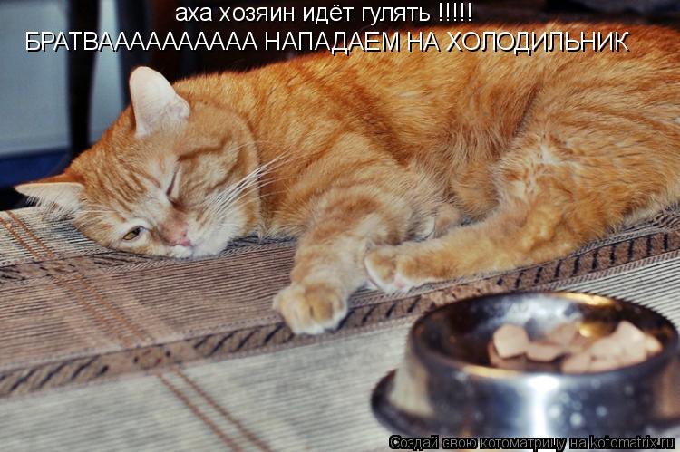 Котоматрица: аха хозяин идёт гулять !!!!! БРАТВАААААААААА НАПАДАЕМ НА ХОЛОДИЛЬНИК