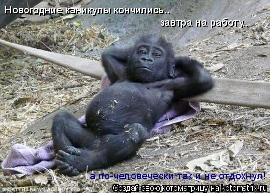 Котоматрица: Новогодние каникулы кончились..  завтра на работу.. а по-человечески так и не отдохнул!