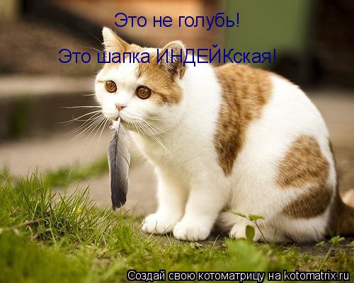 Котоматрица: Это не голубь! Это шапка ИНДЕЙКская!