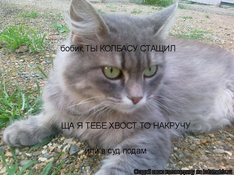 Котоматрица: бобик,ТЫ КОЛБАСУ СТАЩИЛ ЩА Я ТЕБЕ ХВОСТ ТО НАКРУЧУ или в суд подам