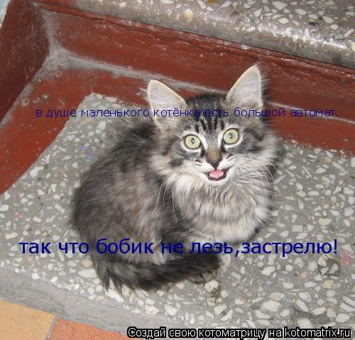 Котоматрица: в душе маленького котёнка есть большой автомат. так что бобик не лезь,застрелю!