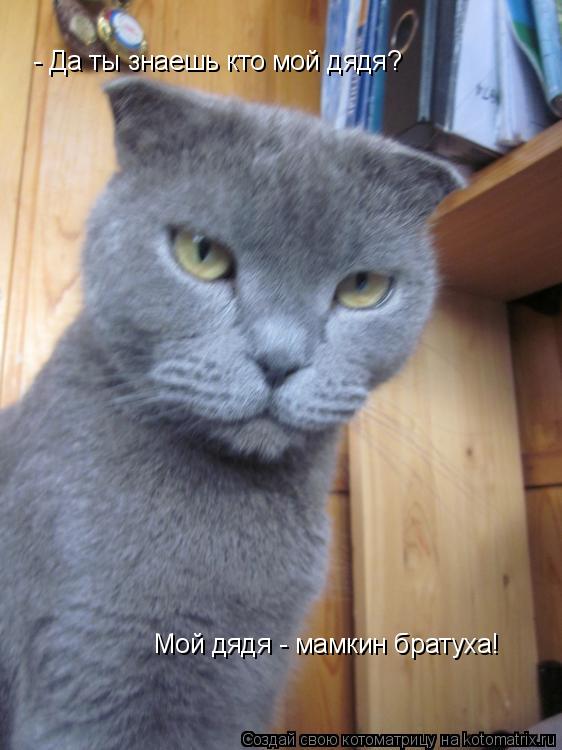 Котоматрица: - Да ты знаешь кто мой дядя? Мой дядя - мамкин братуха!