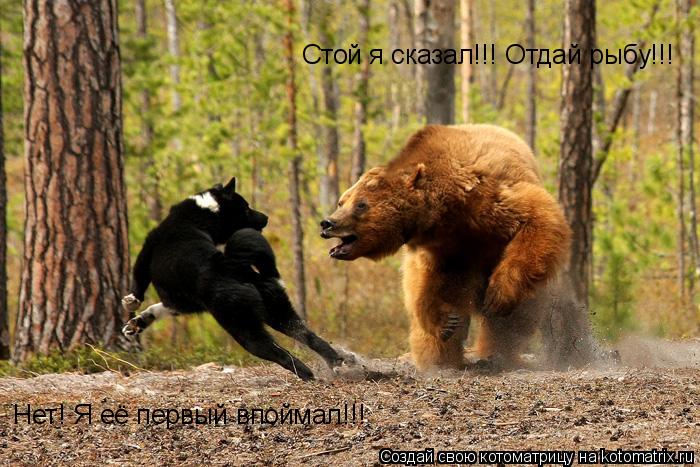 Котоматрица: Стой я сказал!!! Отдай рыбу!!! Нет! Я её первый впоймал!!!