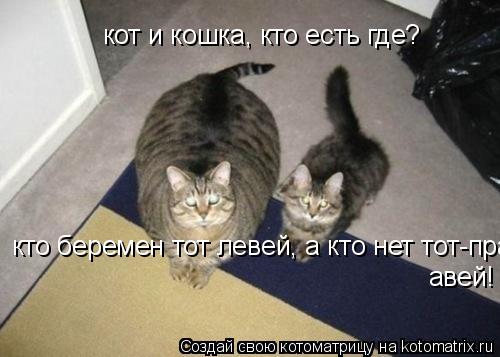 Котоматрица: кот и кошка, кто есть где? кто беремен тот левей, а кто нет тот-правей! кто беремен тот левей, а кто нет тот-правей! авей!