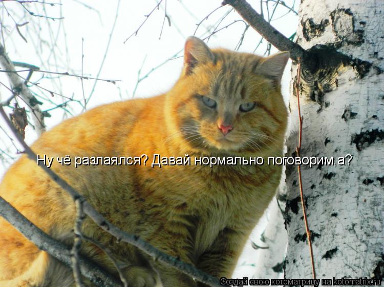 Котоматрица: Ну чё разлаялся? Давай нормально поговорим,а?