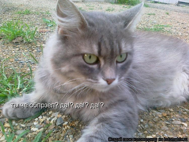 Котоматрица: ты чё обпрзел? да!? да!? да!?