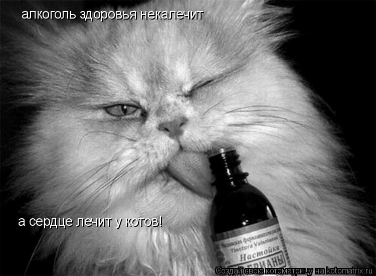 Котоматрица: алкоголь здоровья некалечит а сердце лечит у котов!