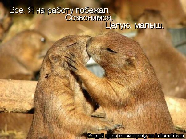 Котоматрица: Все. я Все. Я на работу побежал. Созвонимся. Целую, малыш.
