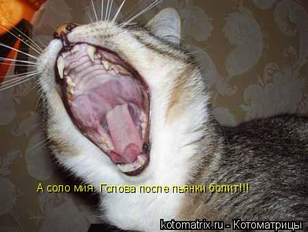 Котоматрица: А соло мия. Голова после пьянки болит!!!