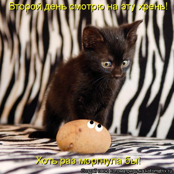 Котоматрица: Второй день смотрю на эту хрень! Хоть раз моргнула бы!