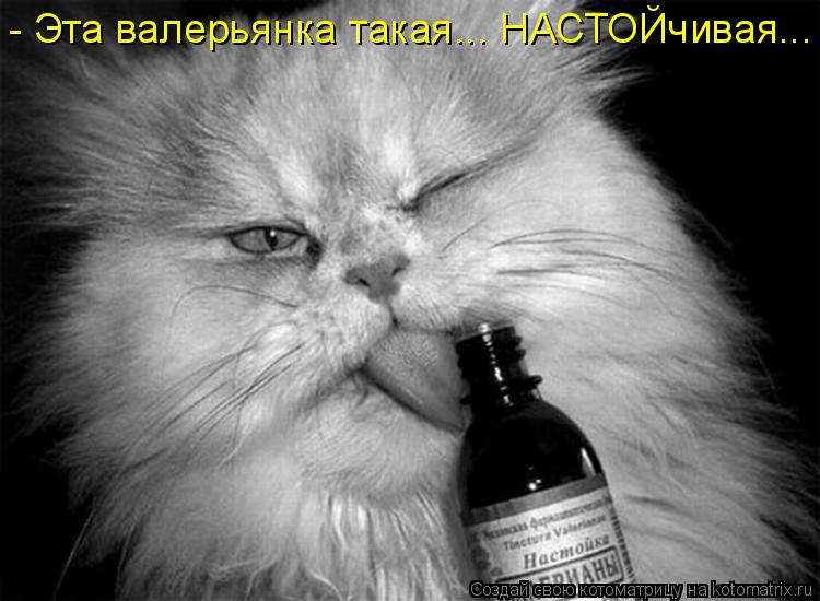 Котоматрица: - Эта валерьянка такая... НАСТОЙчивая...