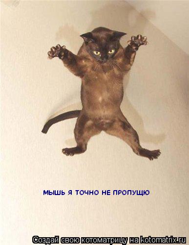 МЫШЬ Я ТОЧНО НЕ ПРОПУЩЮ МЫШЬ Я ТОЧНО НЕ ПРОПУЩЮ... Котоматрица: МЫШЬ Я ТОЧНО НЕ ПРОПУЩЮ МЫШЬ Я ТОЧНО НЕ ПРОПУЩЮ