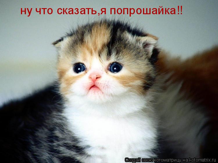 ну что сказать,я попрошайка!!... Котоматрица: ну что сказать,я попрошайка!!