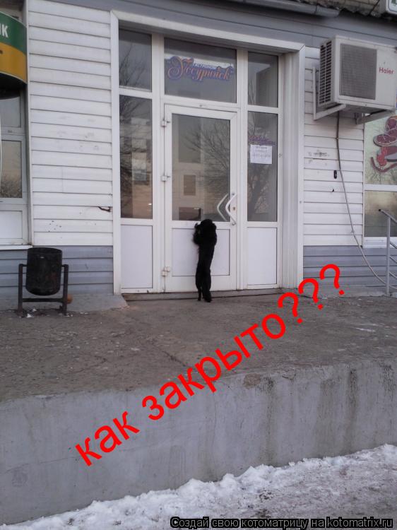 как закрыто???... Котоматрица: как закрыто???
