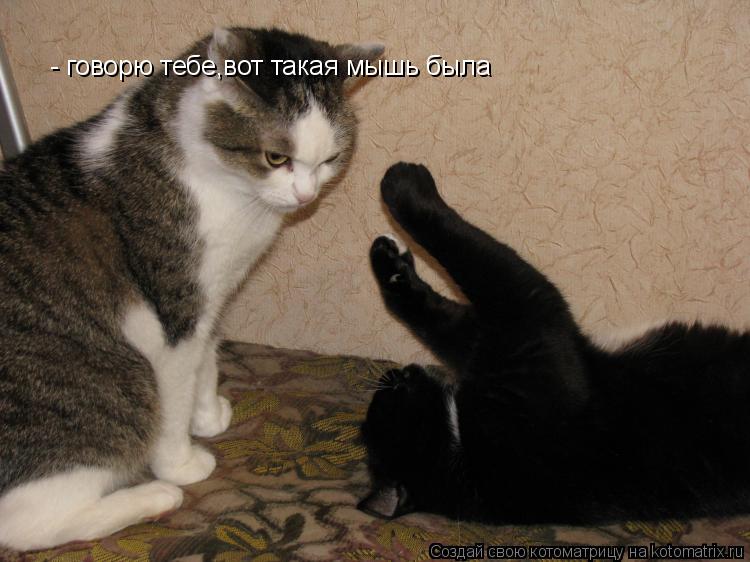 - говорю тебе,вот такая мышь была... Котоматрица: - говорю тебе,вот такая мышь была