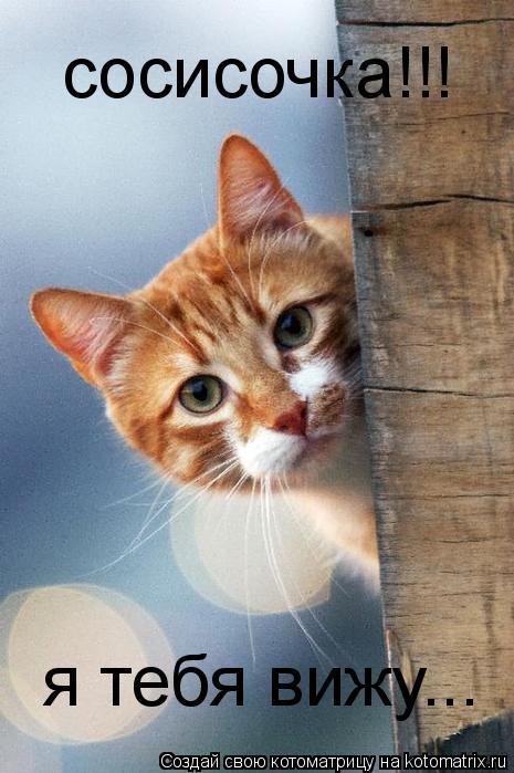 сосисочка!!! я тебя вижу...... Котоматрица: сосисочка!!! я тебя вижу...